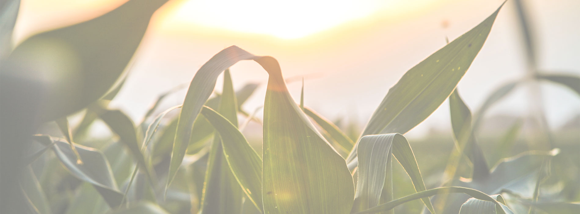 productssectionbg RS Farm & Harvest Supply Inc